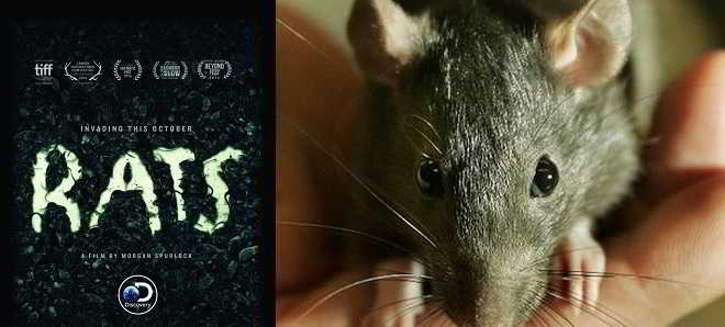 'Rats': Trailer do assustador documentário de Morgan Spurlock